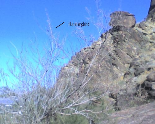 Tahquitz Canyon Hummingbird