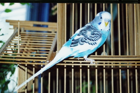 Skeeter Bird
